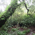 อุทยานแห่งชาติดอยอินทนนท์ Doi Inthanon National Park茵他儂國家公園