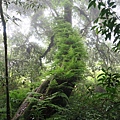 อุทยานแห่งชาติดอยอินทนนท์ Doi Inthanon National Park茵他儂國家公園