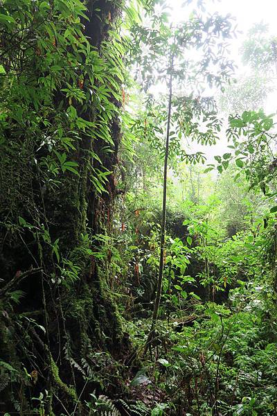 อุทยานแห่งชาติดอยอินทนนท์ Doi Inthanon National Park茵他儂國家公園