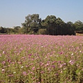 平鎮花彩節