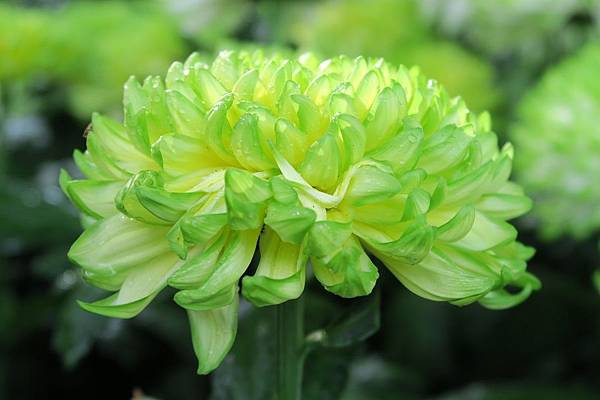 綠色菊花
