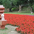 古亭河濱公園花海