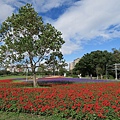 古亭河濱公園花海