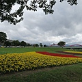 古亭河濱公園花海