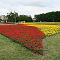 古亭河濱公園花海