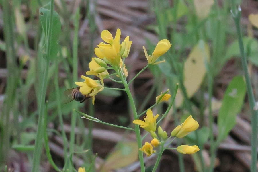 油菜花