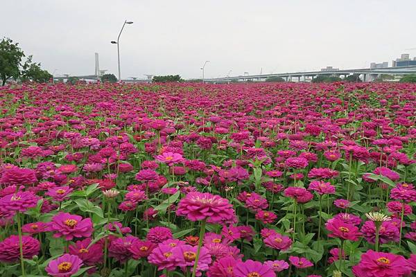 新北大都會公園