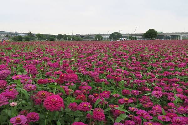 新北大都會公園