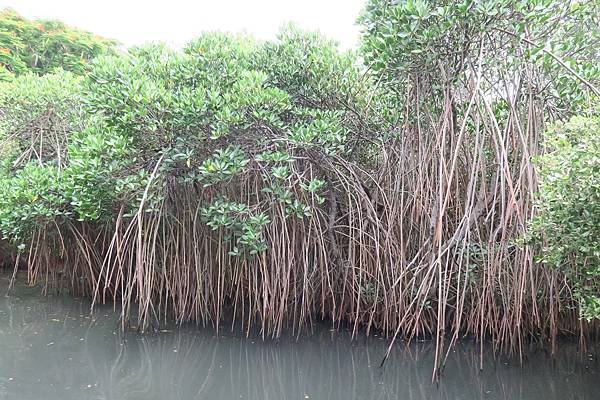 竹筏港綠色隧道