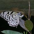 大白斑蝶