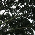 百年瓊崖海棠樹