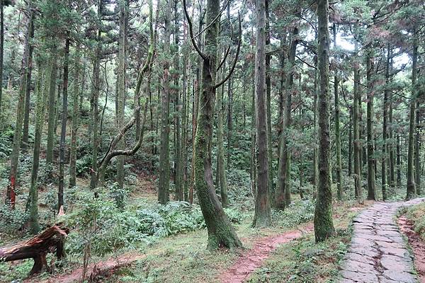 頂山石梯嶺步道