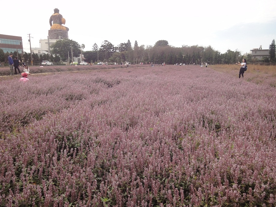 仙草花田