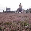 仙草花田