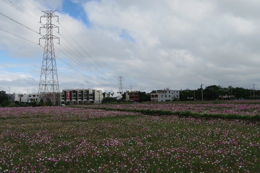 楊梅仙草花節