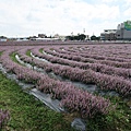 楊梅仙草花節