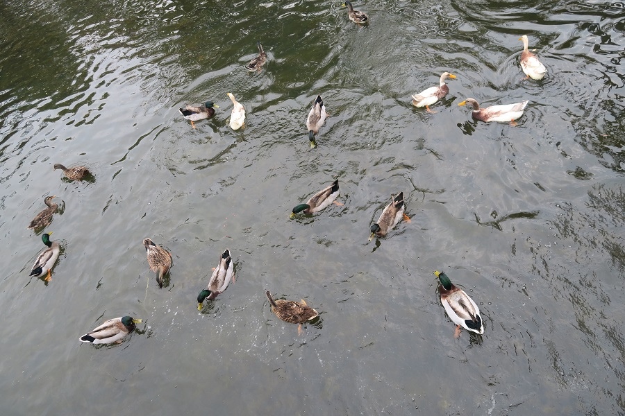 嘉蓮社區濕地公園