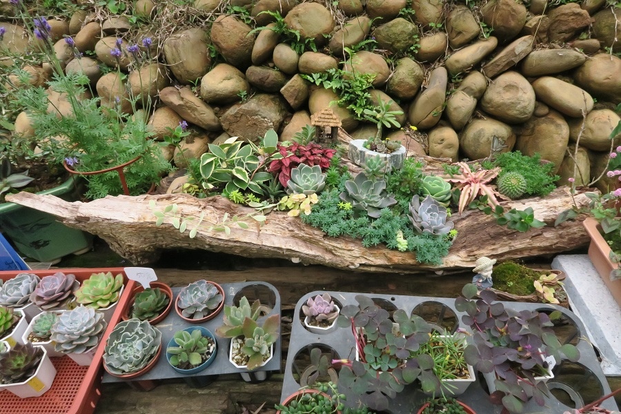 多肉植物