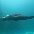 探險島水族館