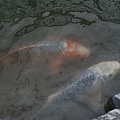 生態魚池