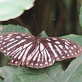 淡紋青斑蝶