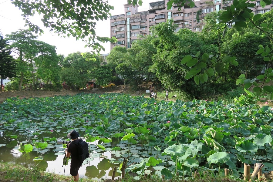 玉泉宮荷花池