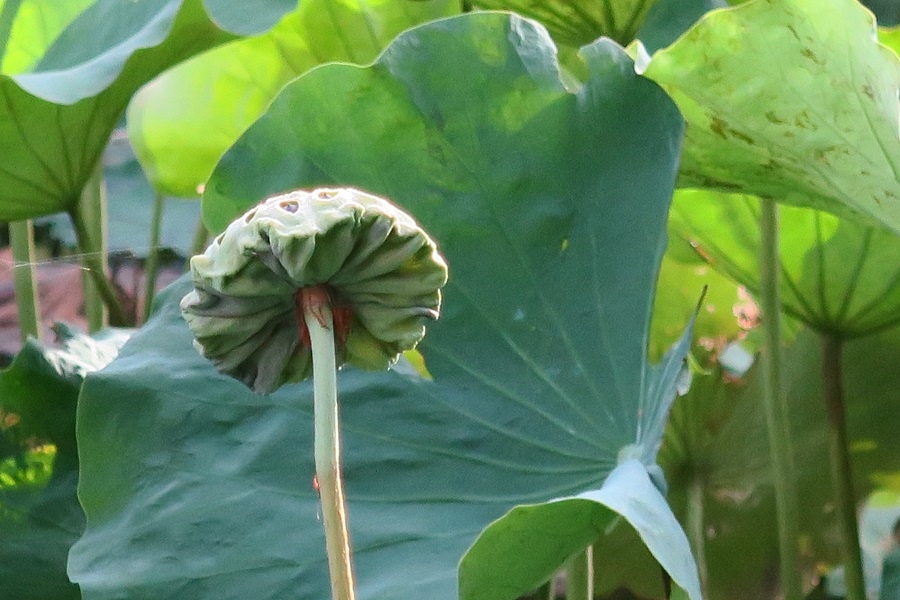 玉泉宮荷花池