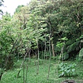鐘萼木生態公園