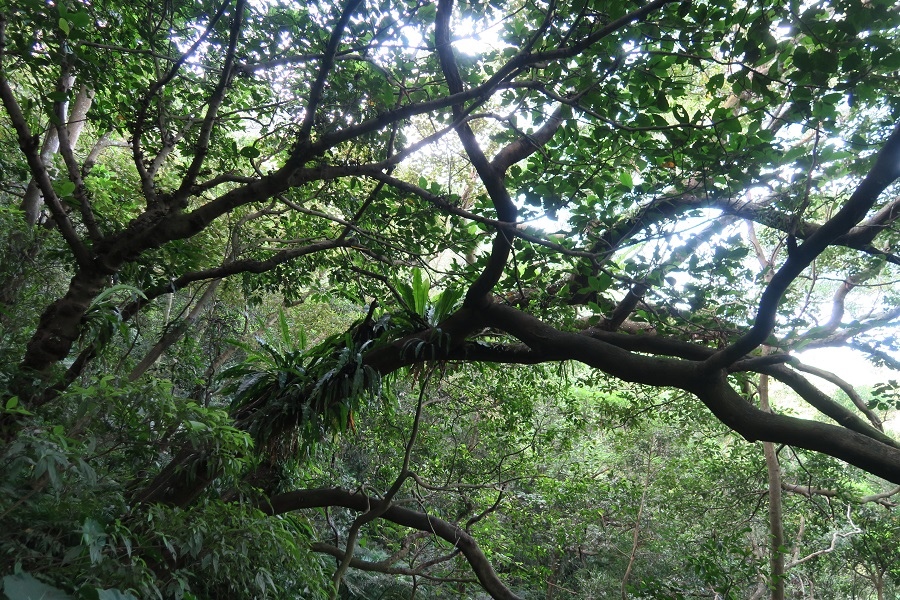 虎山自然步道