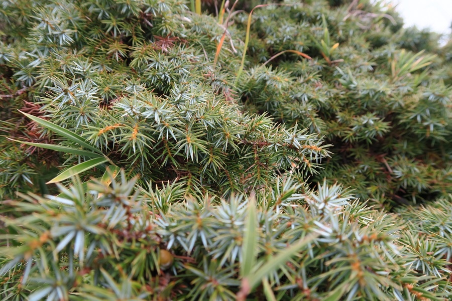 恐怖的植物