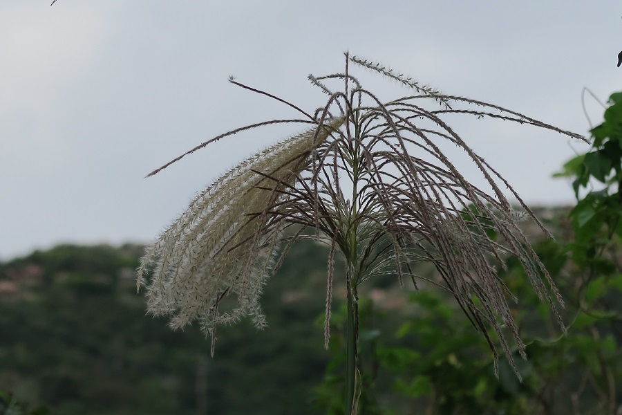 芒草