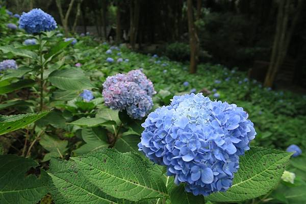 薰衣草森林