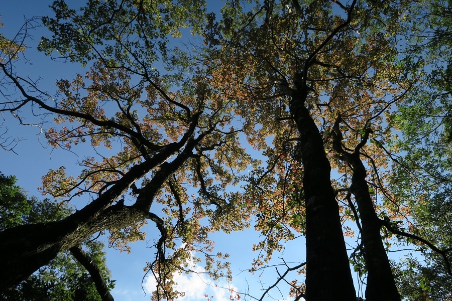 賞楓平台