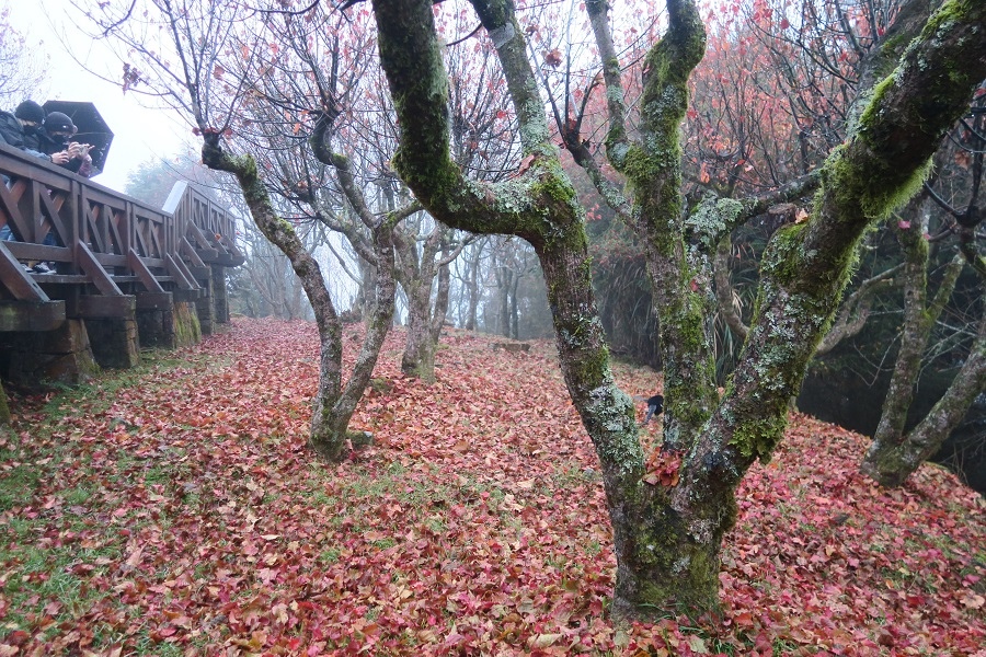 阿里山森林遊樂區