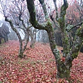 阿里山森林遊樂區