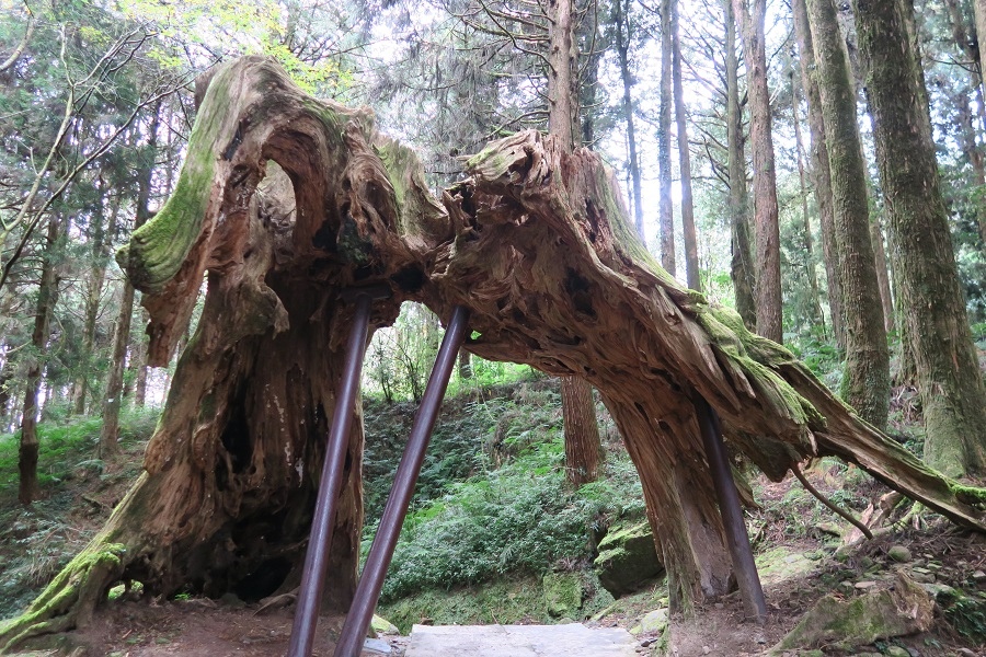 阿里山森林遊樂區