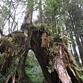 阿里山森林遊樂區