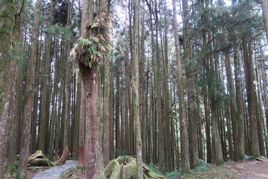 阿里山森林遊樂區