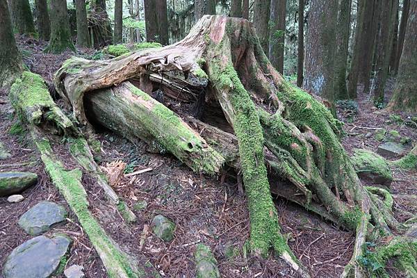 阿里山森林遊樂區