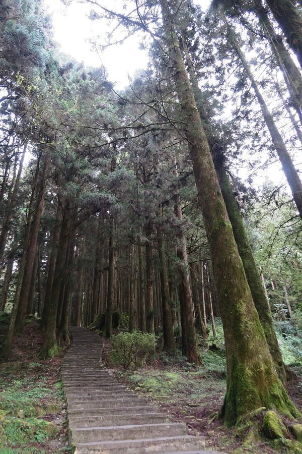 阿里山森林遊樂區