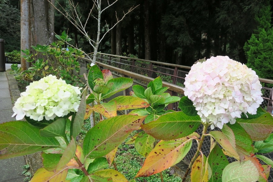 繡球花