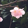 康誥坑溪櫻花