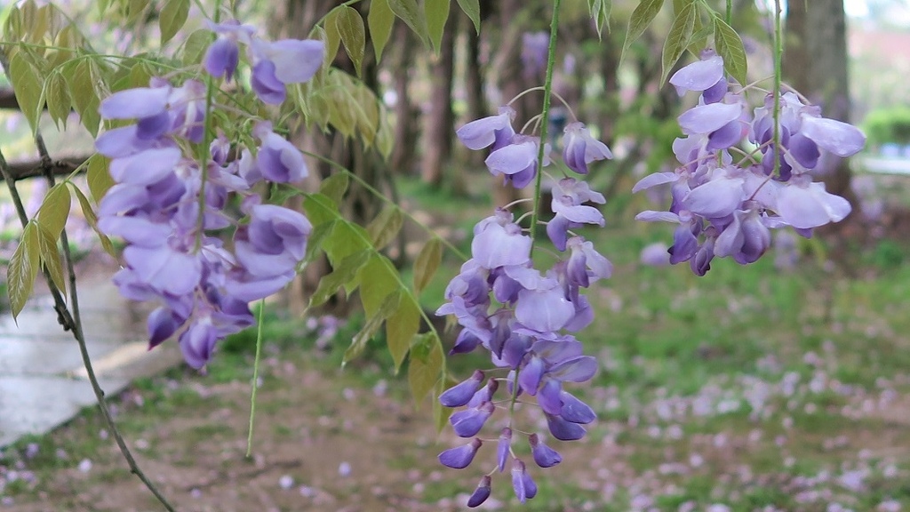 林口大湖紀念公園