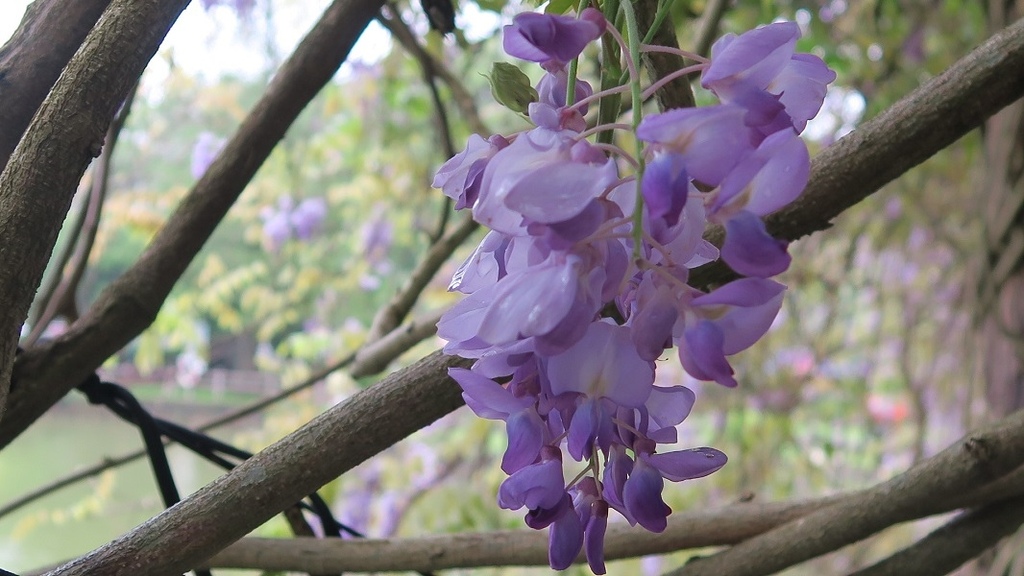 林口大湖紀念公園