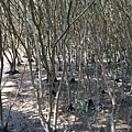 淡水河紅樹林自然保留區