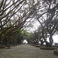 東港榕樹公園