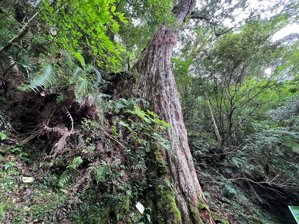 拉拉山國家森林遊樂區