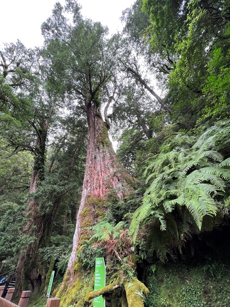 拉拉山國家森林遊樂區