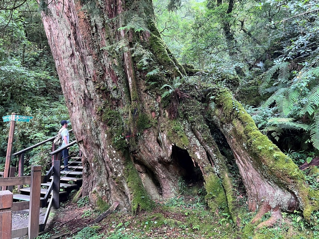 拉拉山國家森林遊樂區