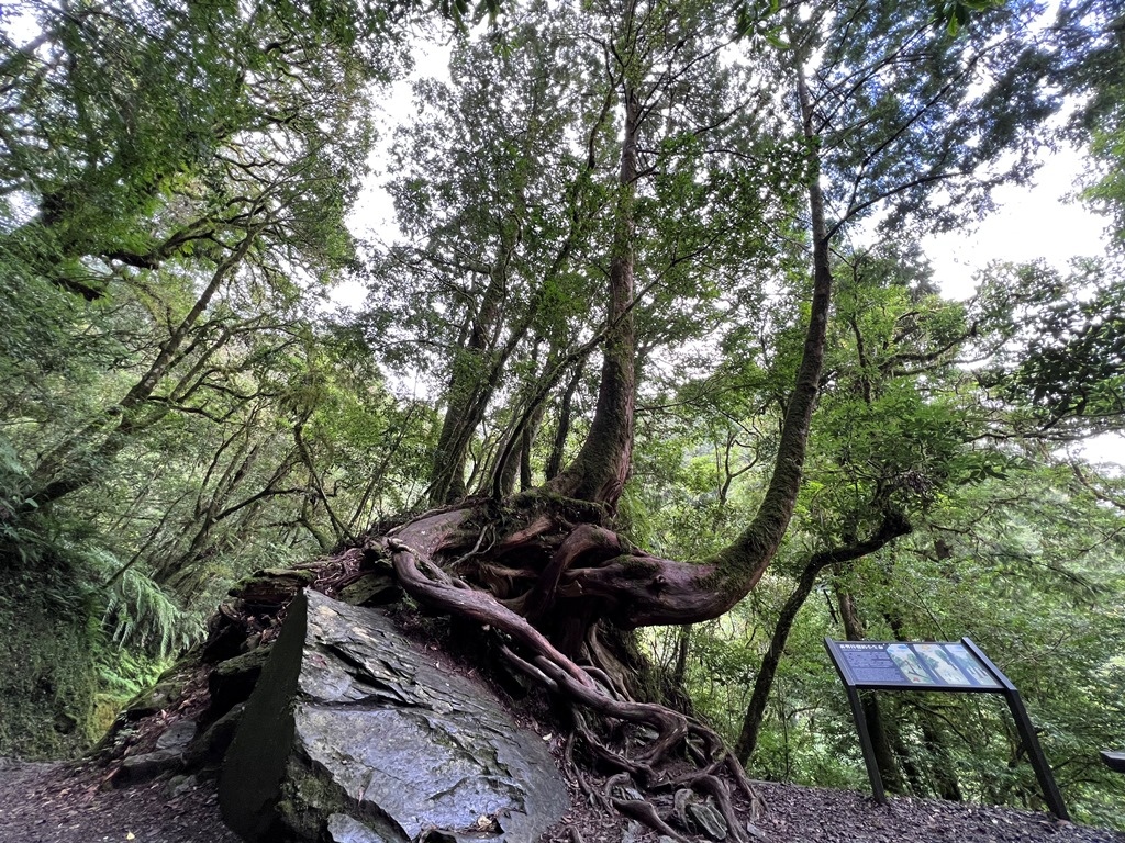 拉拉山國家森林遊樂區